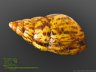 Achatina albopicta - 